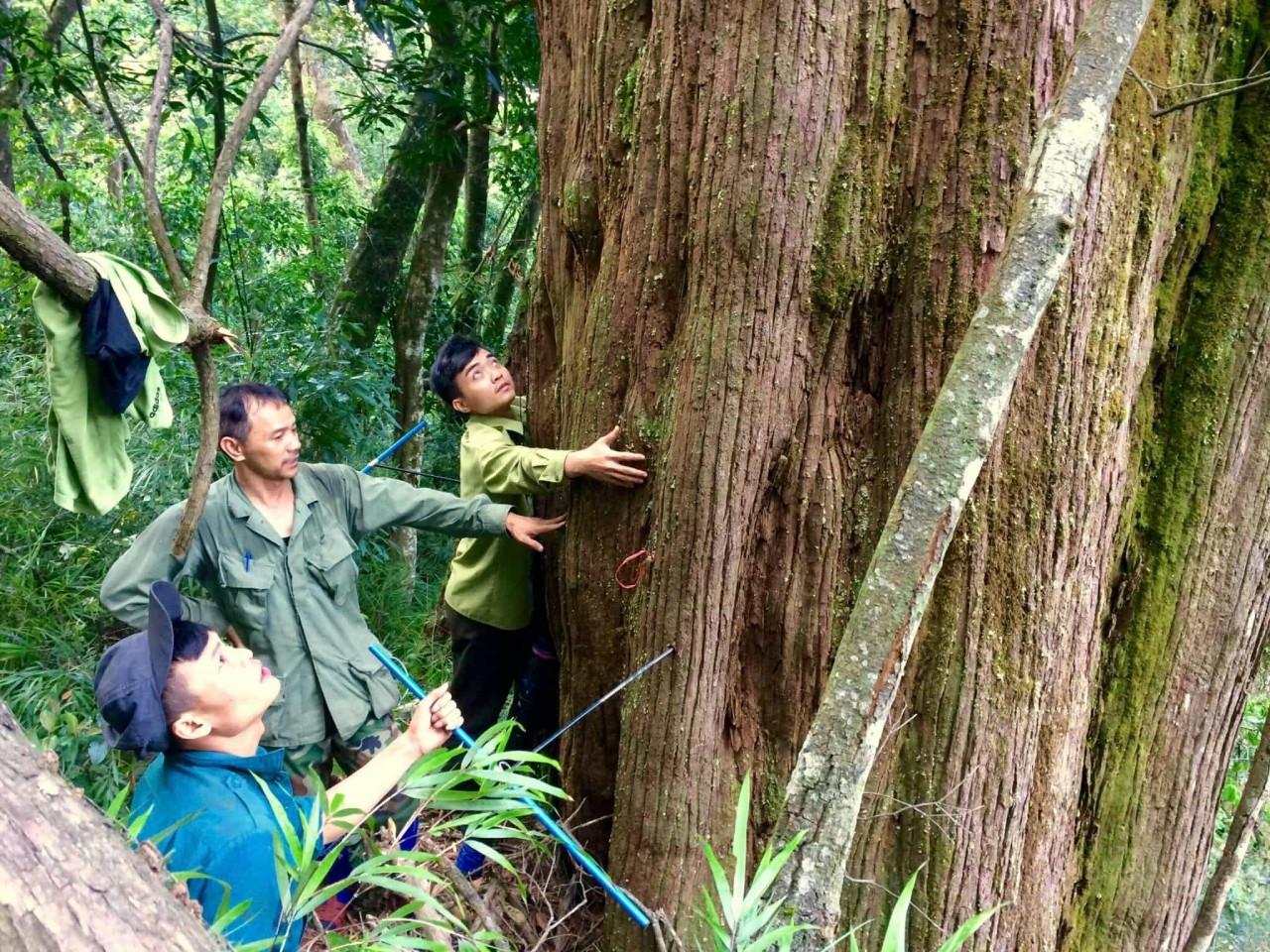 Cây sồi ba gốc được phát hiện ở đỉnh ngàn Vũ Quang 