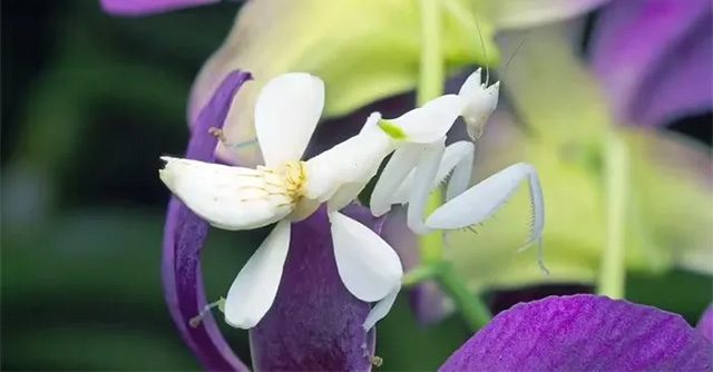 Bọ ngựa phong lan - sát thủ tàn nhẫn dưới vẻ ngoài xinh đẹp