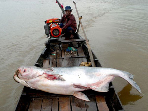 Những loài cá khổng lồ của sông Mekong