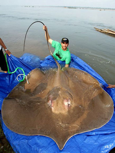 Những loài cá khổng lồ của sông Mekong