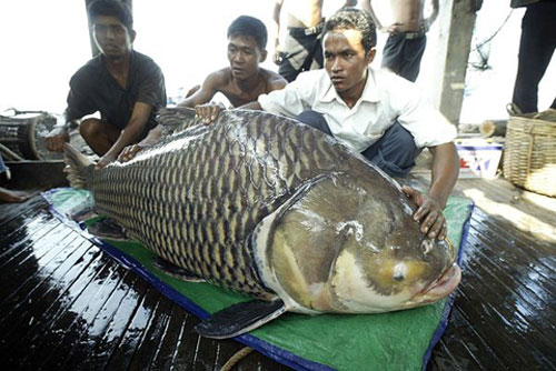Những loài cá khổng lồ của sông Mekong