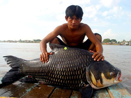 Những loài cá khổng lồ của sông Mekong