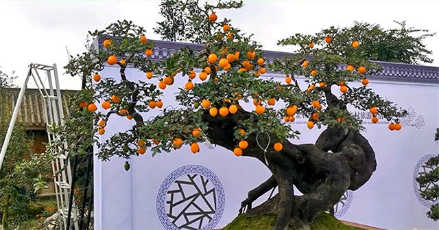 Loài cây ra toàn trái độc nhưng thân lại là “mỏ vàng” trị giá bạc triệu, người Việt mua về để cầu tài lộc