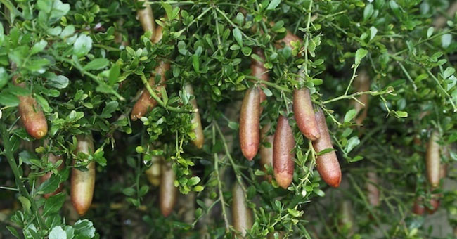 Chanh ngón tay - Loại chanh giống trứng cá hồi đắt nhất thế giới