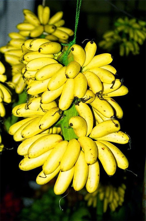 chuoi-ngu-dai-hoang Chuối ngự đại hoàng