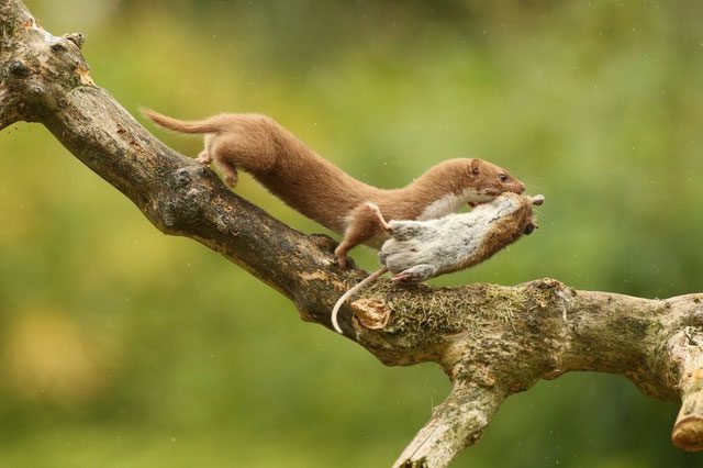 Chồn đóng vai trò quan trọng trong việc cân bằng hệ sinh thái.