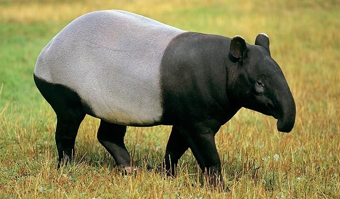 Heo vòi Malaysia (Malayan tapir)