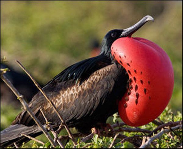 Chim chiến (Magnificent frigate bird)