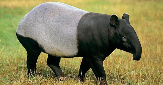 10 con vật có hình dáng kỳ lạ nhất thế giới