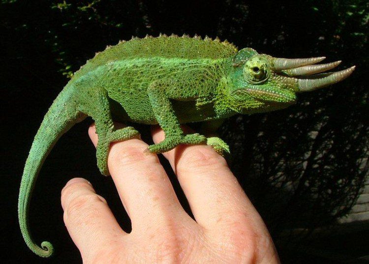 Tắc kè hoa 3 sừng Jackson (Jackson's chameleon)
