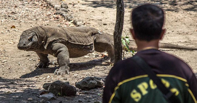 Điều gì xảy ra nếu một người bị rồng Komodo cắn?