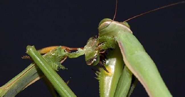 Những loài động vật ăn thịt đồng loại đáng sợ nhất