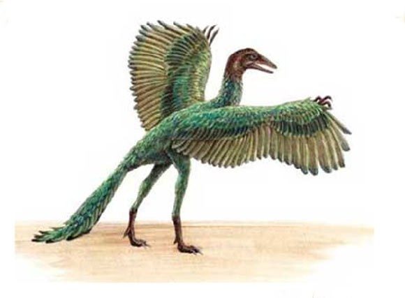 Con Archaeopteryx - tổ tiên của loài chim ngày nay. Con Archaeopteryx - tổ tiên của loài chim ngày nay.