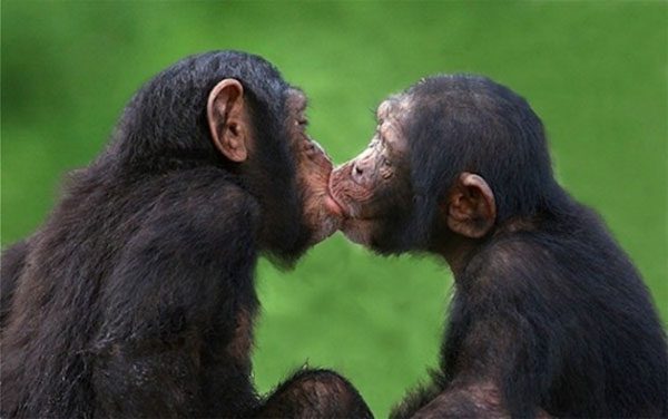 Hôn ở động vật 10 bí mật về nụ hôn