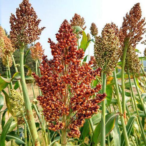 Vẻ ngoài của cây bo bo của nó rất giống cây ngô (bắp)