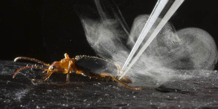 Loài bọ bị kẻ thù nuốt vẫn thoát nhờ vũ khí đặc biệt