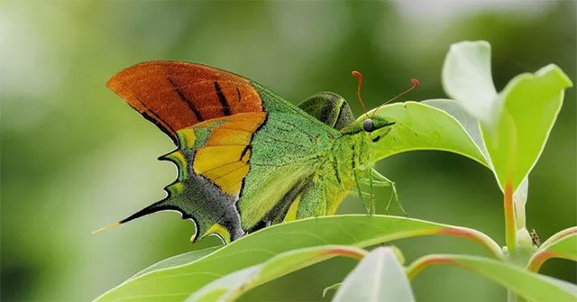 Loài côn trùng quý hiếm có nguy cơ tuyệt chủng ở Việt Nam