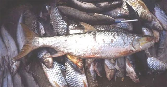 Campuchia bất ngờ phát hiện cá chép hồi khổng lồ trên sông Mekong sau 20 năm "vắng bóng"