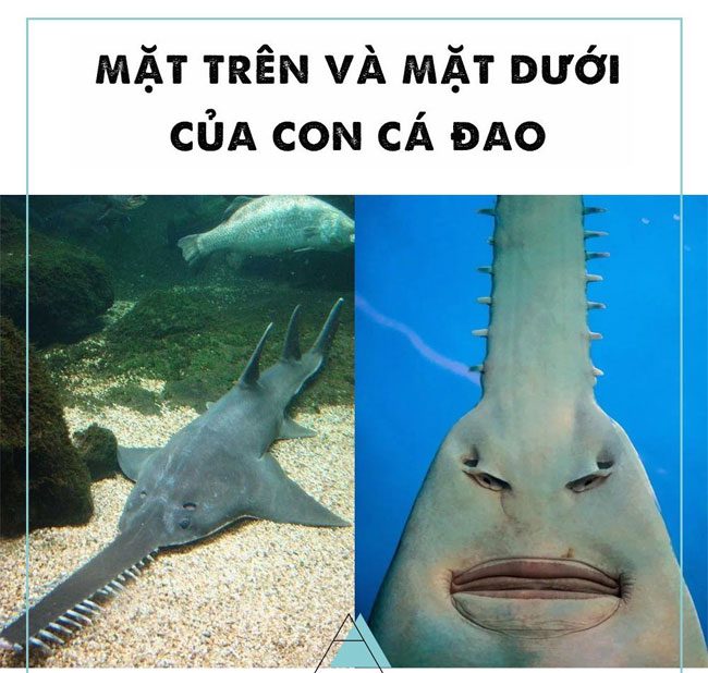 Cá đao