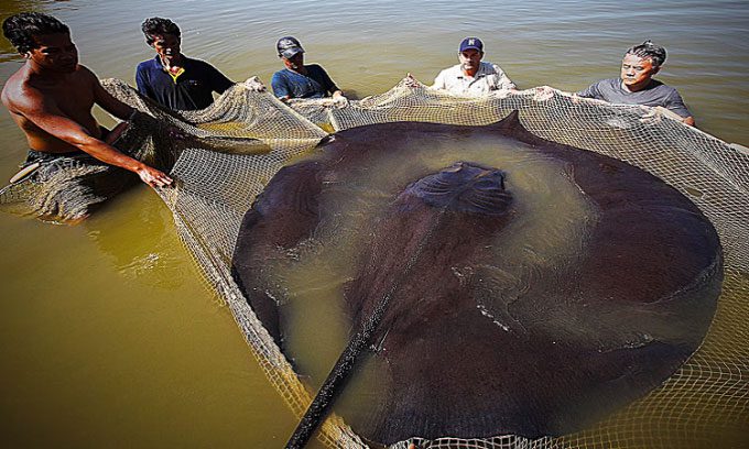 ca-duoi-khong-lo Con cá đuối giữ kỷ lục cá nước ngọt lớn nhất thế giới hiện nay.