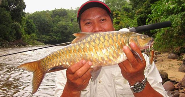 Đặc sản cá "vong bất liễu ngư" đắt hơn cả vàng vẫn được săn lùng