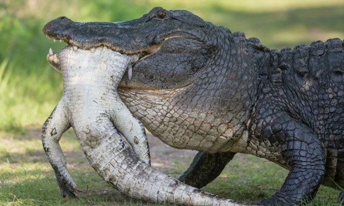 ca-sau-mom-ngan Cá sấu mõm ngắn sẵn sàng ăn thịt đồng loại nhỏ hơn