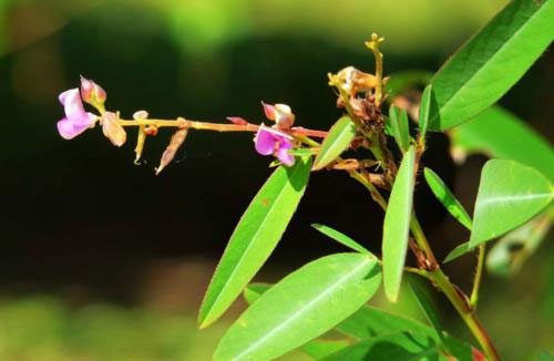 cay-khieu-vu-1 Cận cảnh hoa của loài cây biết "nhảy múa".