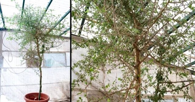 Hồi sinh loài cây cổ đại từ hạt giống 1.000 năm tuổi