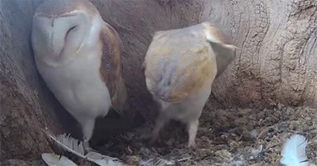 Video cận cảnh hoạt động trên tổ chim cú thu hút hàng chục nghìn lượt xem có gì?