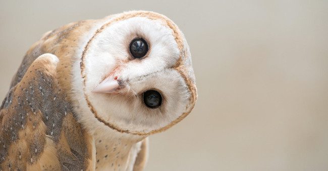Loài cú dễ thương là thế, nhưng chúng nó mà "khỏa thân" ra thì...