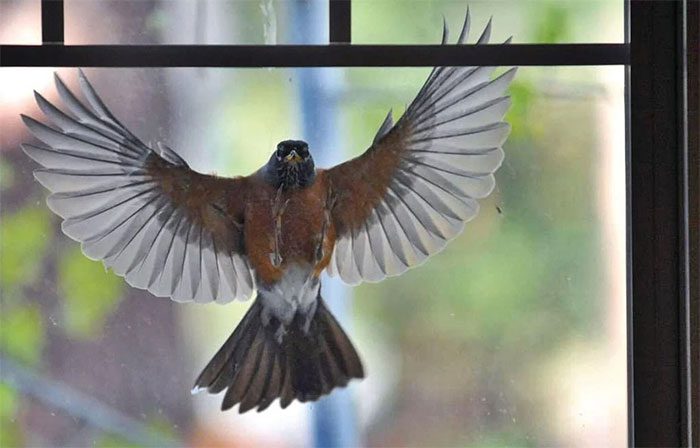 chim-lao-dau-vao-cua-kinh-1 Vì sao loài chim hay lao đầu vào cửa kính?