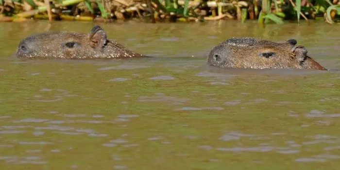chuot-lang-nuoc Ngày nay, loài gặm nhấm lớn nhất thế giới là loài chuột lang nước capybara