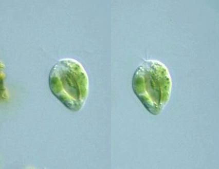 collodictyon-triciliatum Collodictyon triciliatum