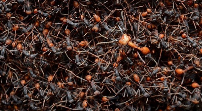 Các loài côn trùng nguy hiểm nhất thế giới