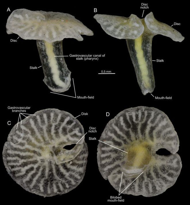 dendrogramma-1 Sinh vật nhìn như nấm nhưng không phải là nấm