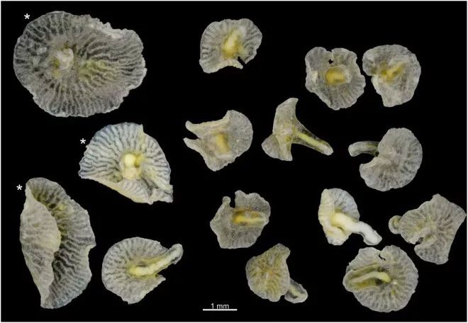 dendrogramma Dendrogramma