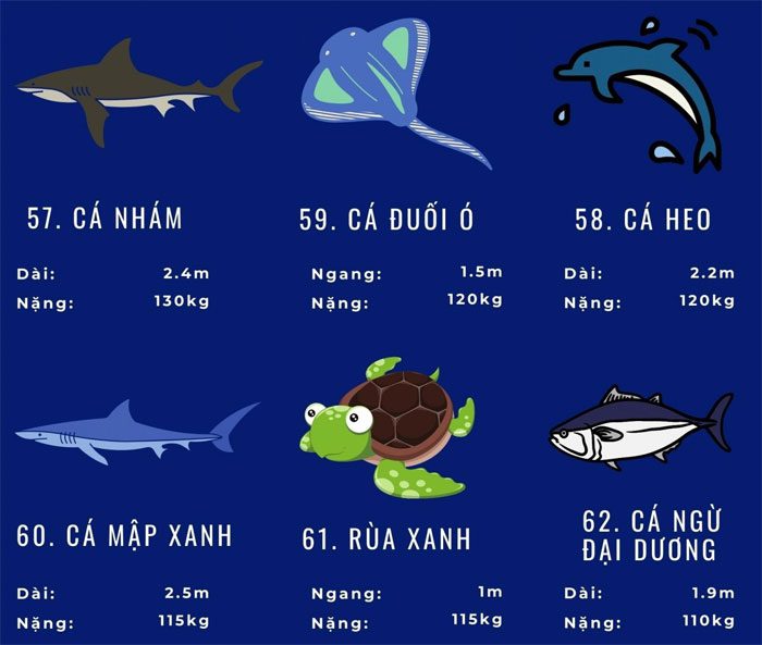 dong-vat-bien-loi-nhat-13 Top 72 loài động vật biển lớn nhất thế giới