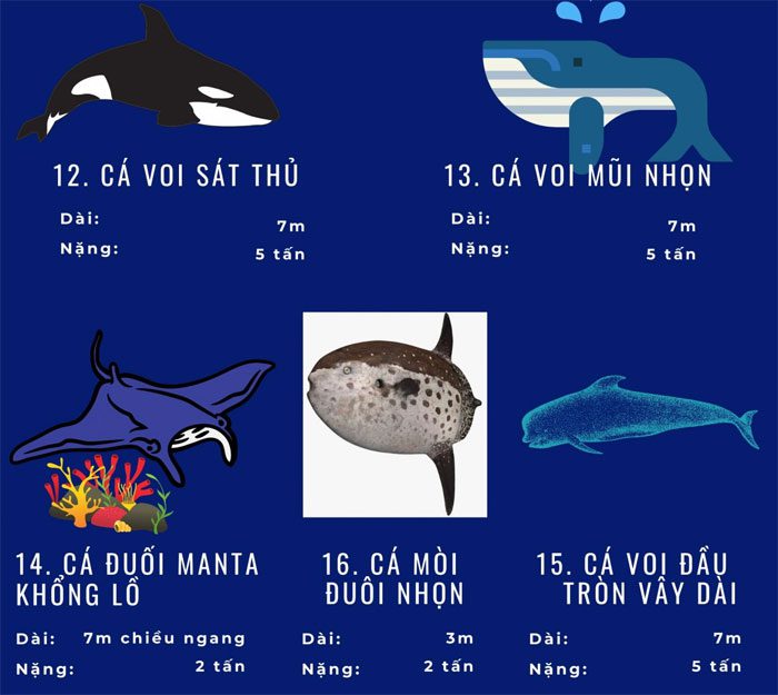 dong-vat-bien-loi-nhat-5 Top 72 loài động vật biển lớn nhất thế giới