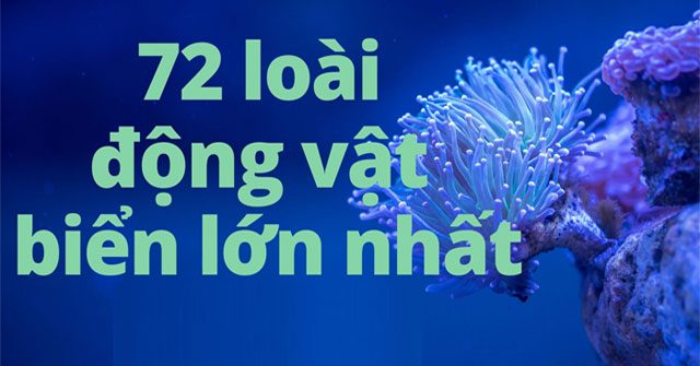 Top 72 loài động vật biển lớn nhất thế giới