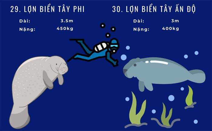 dong-vat-bien-loi-nhat-8 Top 72 loài động vật biển lớn nhất thế giới
