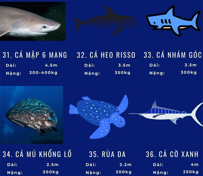 dong-vat-bien-loi-nhat-9 Top 72 loài động vật biển lớn nhất thế giới