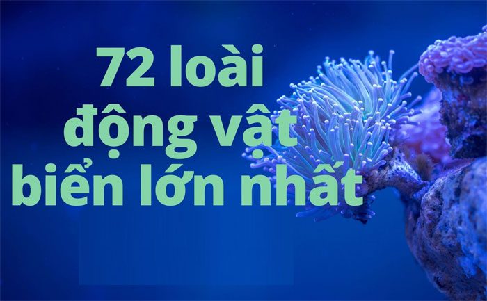 dong-vat-bien-loi-nhat Top 72 loài động vật biển lớn nhất thế giới