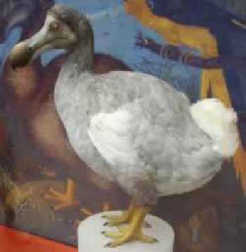 Chim Dodo Những động vật tuyệt chủng cổ đại