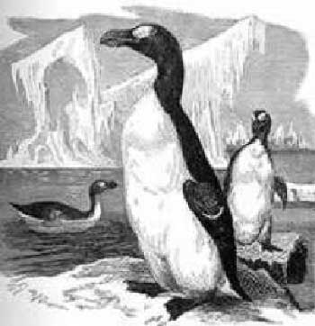 Chim Great Auk Những động vật tuyệt chủng cổ đại