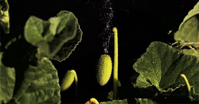 Dưa chuột ống phun - Loại cây tự phát nổ để phát tán hạt giống