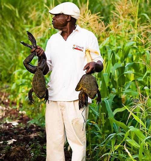 Kinh ngạc loài ếch khổng lồ, dài 1m, nặng 8kg Ếch con Goliath rất khó khăn để tồn tại trong môi trường tự nhiên.