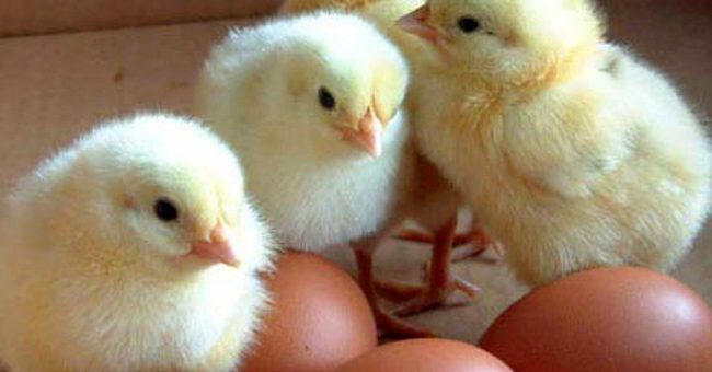 Đáp án của các nhà khoa học: Gà có trước trứng!