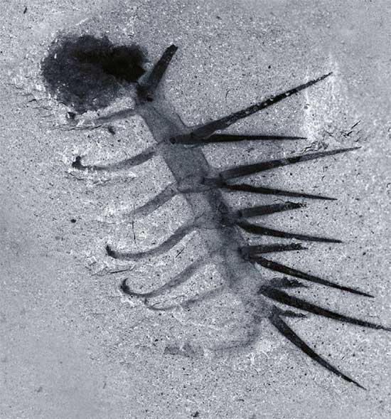 hallucigenia-sparsa-2 Hallucigenia sparsa là tổ tiên chung của giun nhung