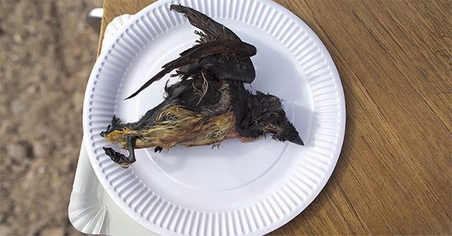 Đằng sau tiếng xấu của Kiviaq - "món ăn địa ngục"