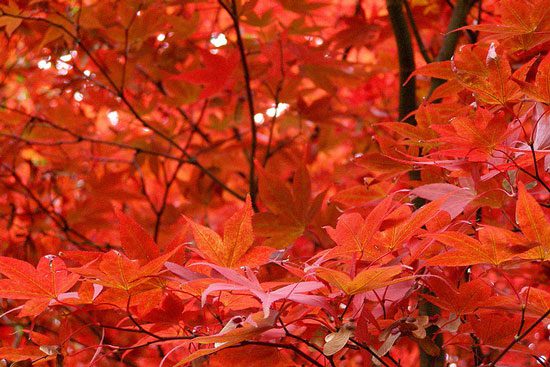 leaveschangecolorinthefall3 Lý giải hiện tượng lá cây đổi màu vào mùa thu